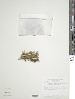 Selaginella heterodonta image