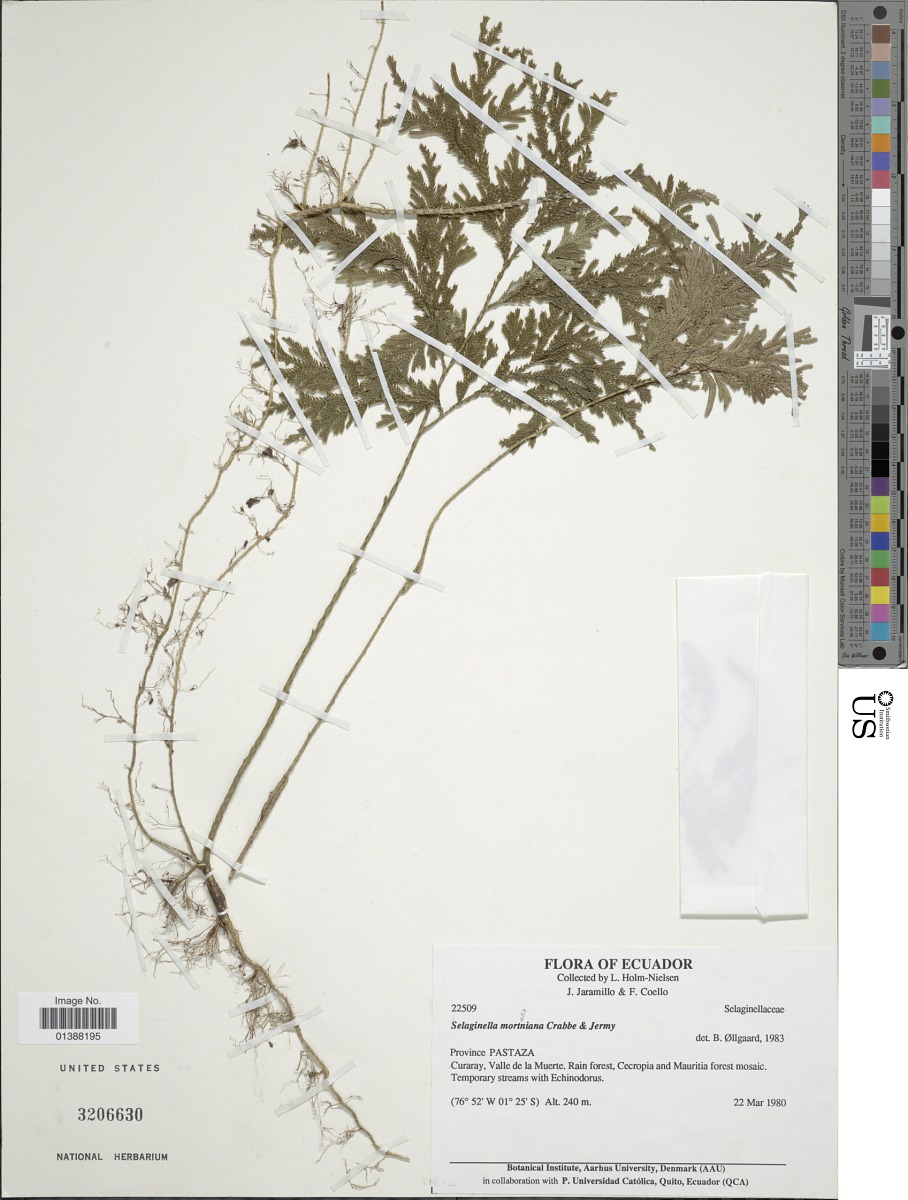 Selaginella mortoniana image