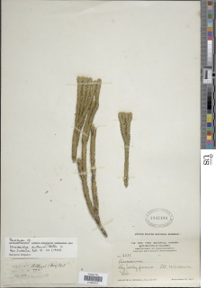 Phlegmariurus ocananus image