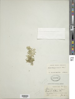 Selaginella armata image