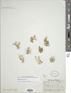 Selaginella minima image