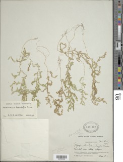 Selaginella flabellum image