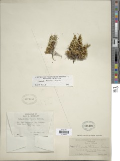 Selaginella watsonii image