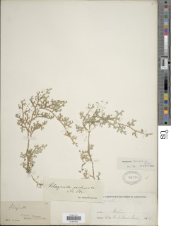Selaginella delicatissima image