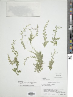Selaginella mickelii image