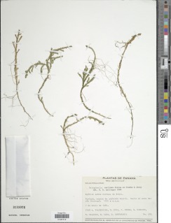 Selaginella euclimax image