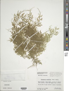 Selaginella cordifolia image