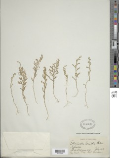 Selaginella laxifolia image