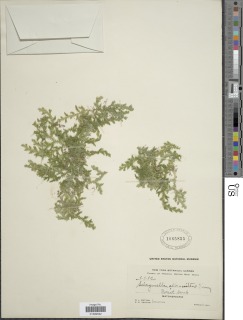Selaginella cladorrhizans image