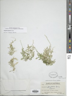 Selaginella flagellata image