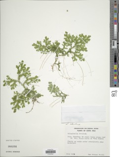 Selaginella estrellensis image