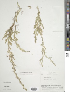 Selaginella diffusa image