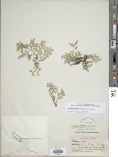 Selaginella prolifera image
