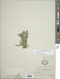 Selaginella bernoullii image
