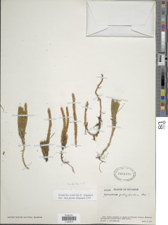 Phlegmariurus scabridus image
