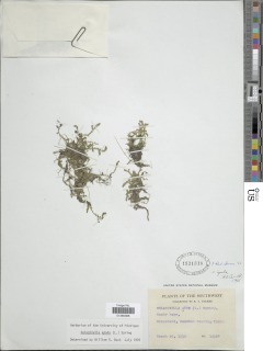 Selaginella apus image