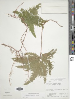 Selaginella umbrosa image