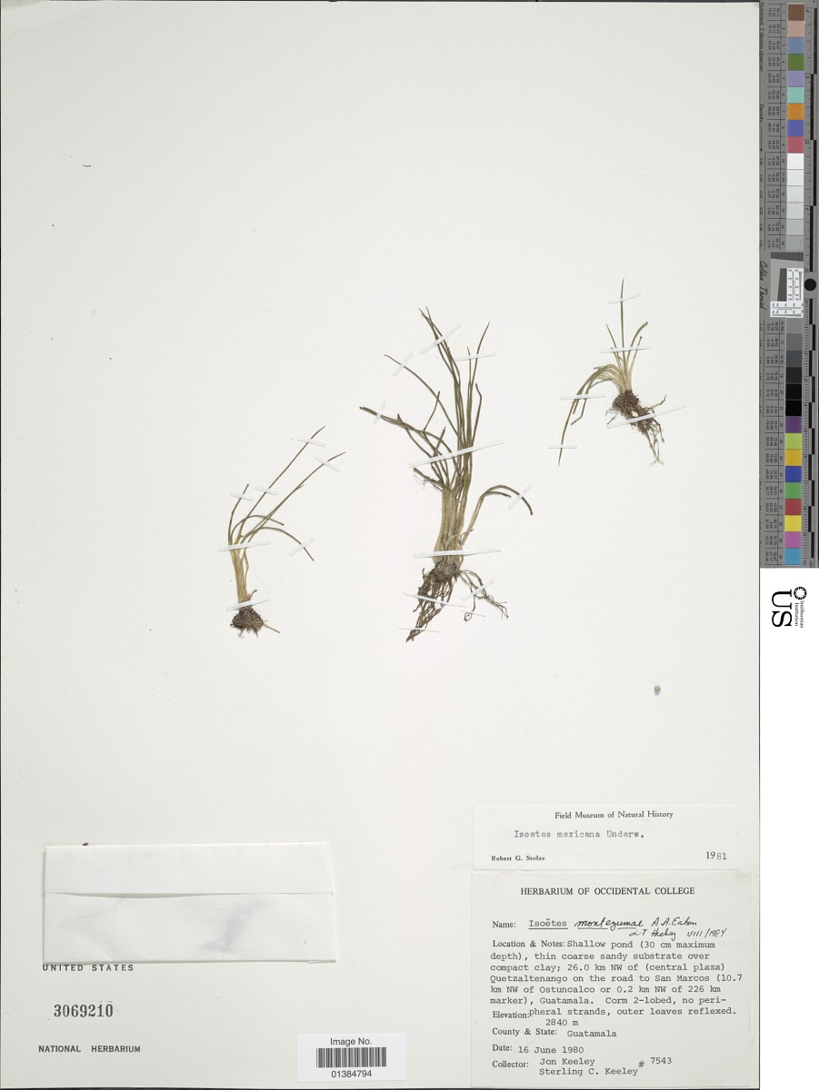 Isoetaceae image