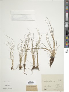 Isoetes longissima subsp. adspersa image