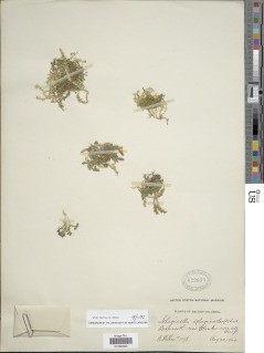 Selaginella selaginoides image