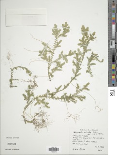 Selaginella microtus image
