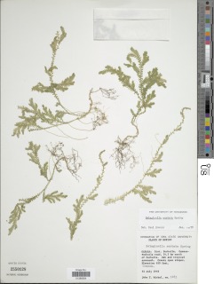 Selaginella sertata image