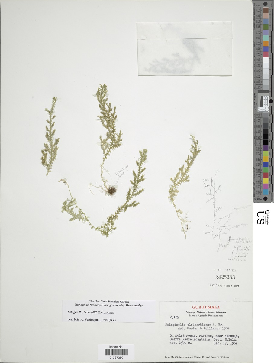 Selaginella bernoullii image