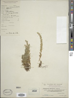 Phlegmariurus hamiltonii image