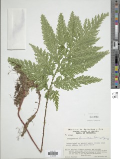 Selaginella haematodes image