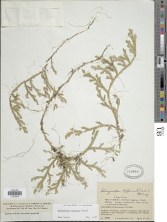 Selaginella dasyloma image