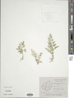 Selaginella proniflora image