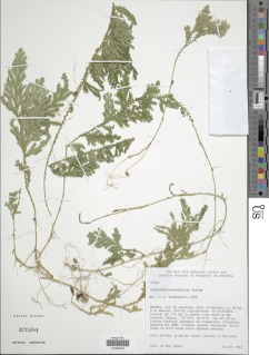 Selaginella conduplicata image