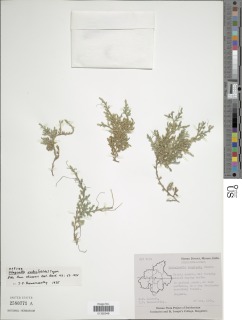 Selaginella indica image