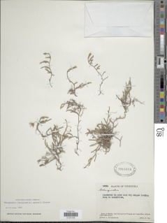 Selaginella sartorii image