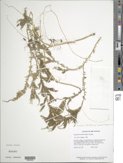 Selaginella suavis image