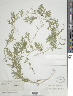 Selaginella plumosa image
