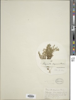 Selaginella xiphophylla image