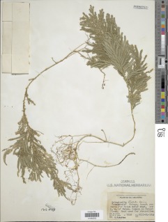 Selaginella conduplicata image