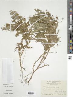 Selaginella doederleinii image