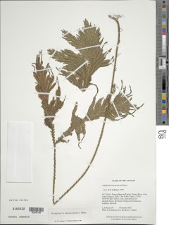 Selaginella mazaruniensis image