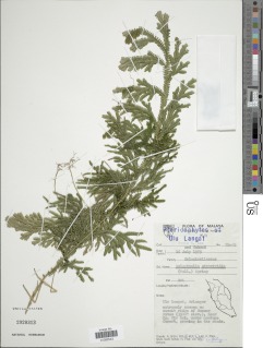 Selaginella atroviridis image