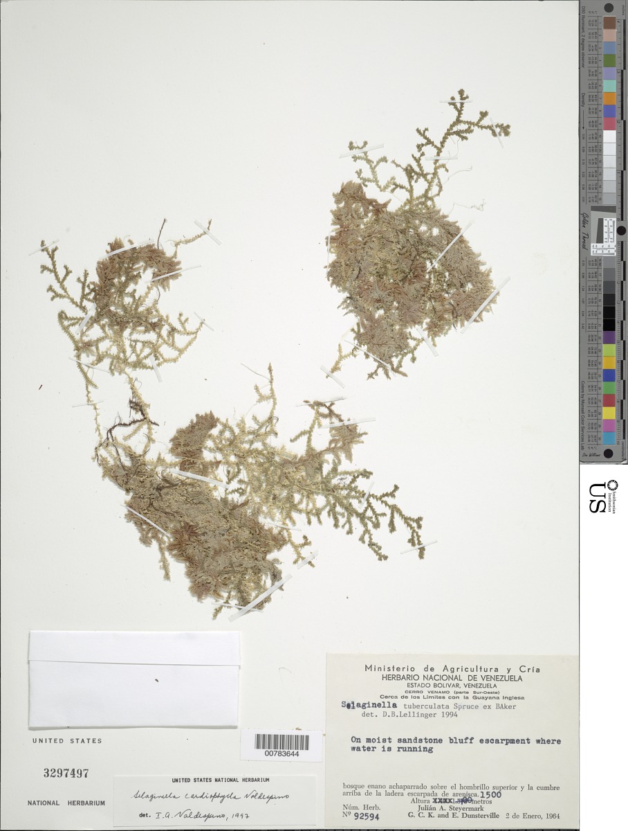 Selaginella cardiophylla image
