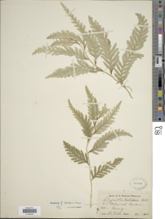 Selaginella gracilis image