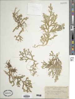 Selaginella macrostachya image