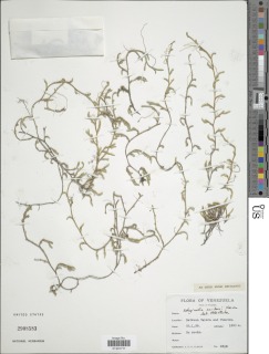 Selaginella sartorii image