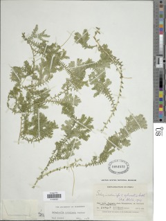 Selaginella trisulcata image