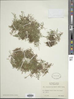 Selaginella microphylla image