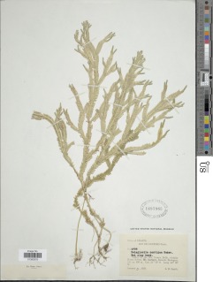 Selaginella contigua image