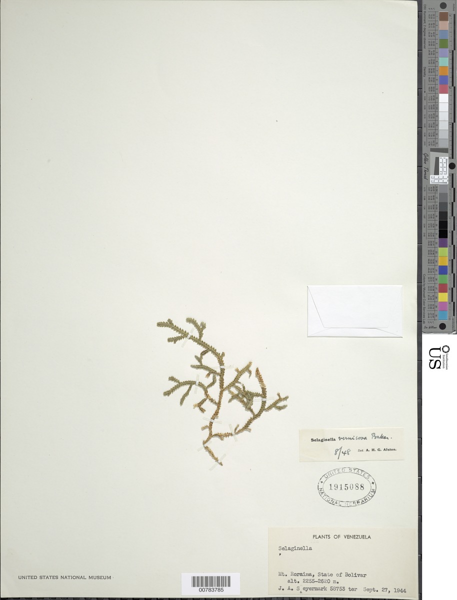 Selaginella vernicosa image