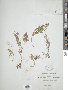 Selaginella effusa image